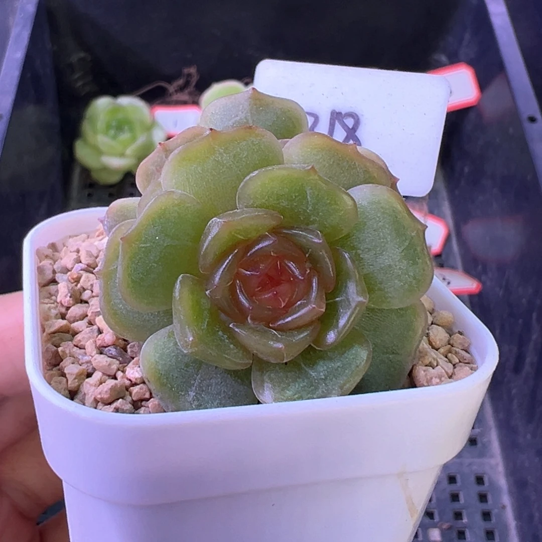 318号彩色恋人 晗雨多肉
