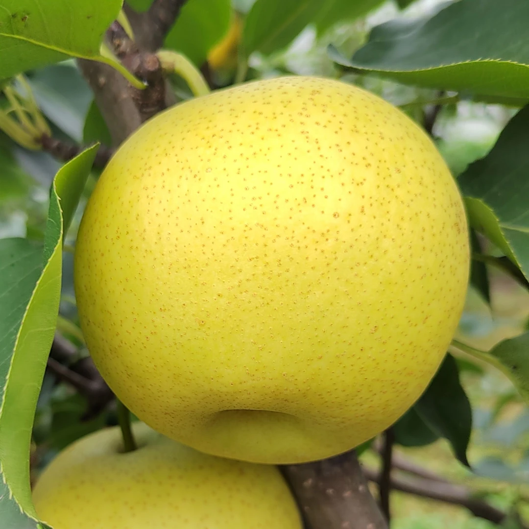 十九郎鸣羊山皇冠梨4.5/6/8斤装单果70-95mm脆甜新鲜水果源头直发