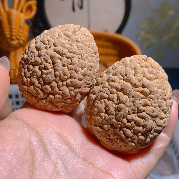 野生三瓣脑纹大金刚4555