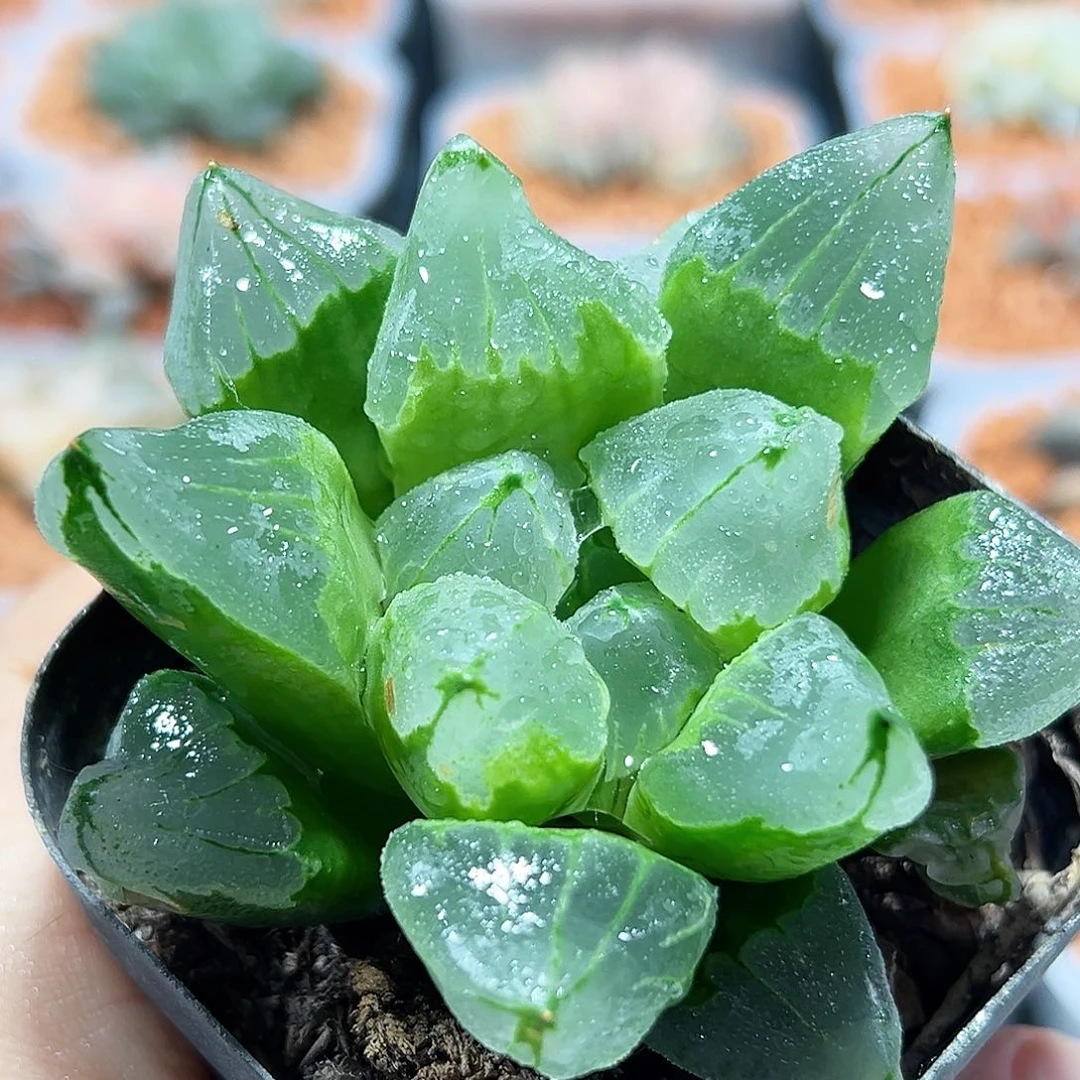 十二卷多肉冰城寿