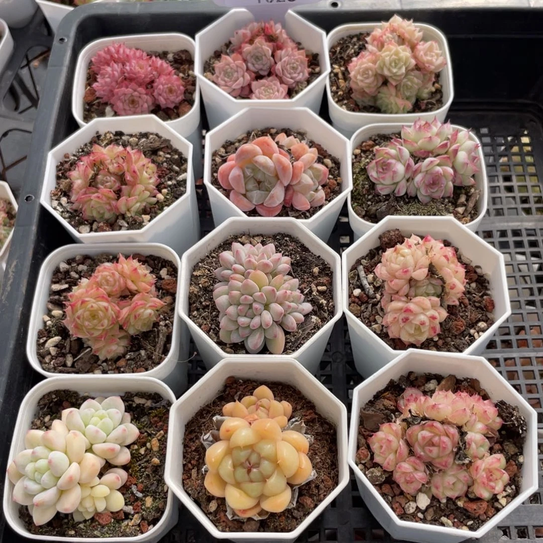 不包整散 盆子不售后1026