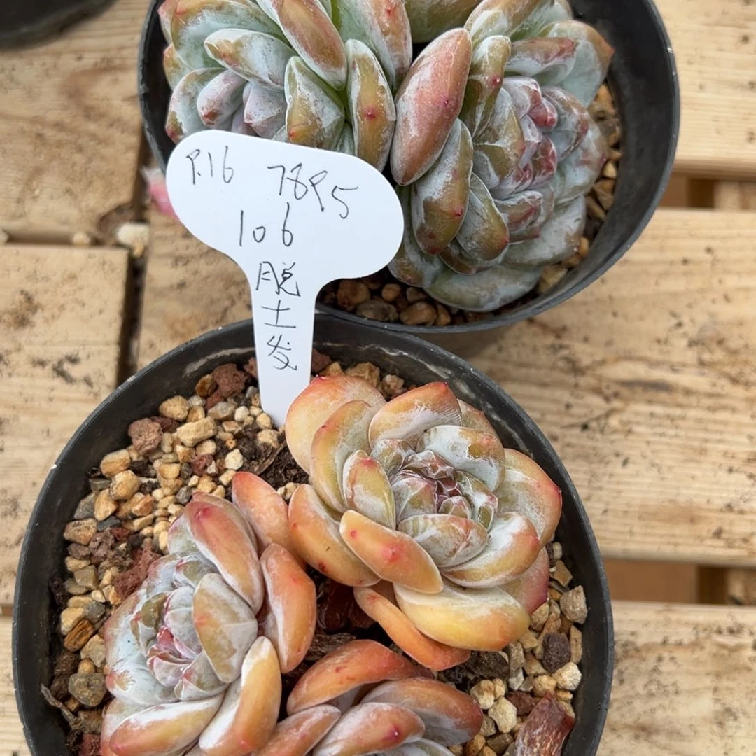 1****5组合套装福利活动