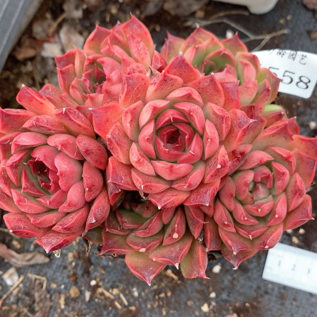 4558杂交多肉植物