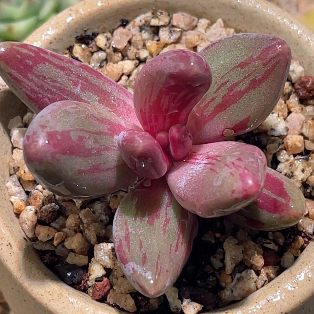 多肉特价红手指锦头盖