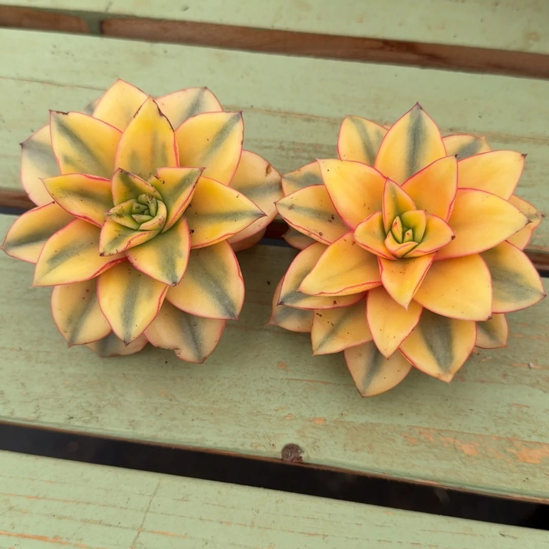 我***粿麒麟座锦锦上园艺一物一拍