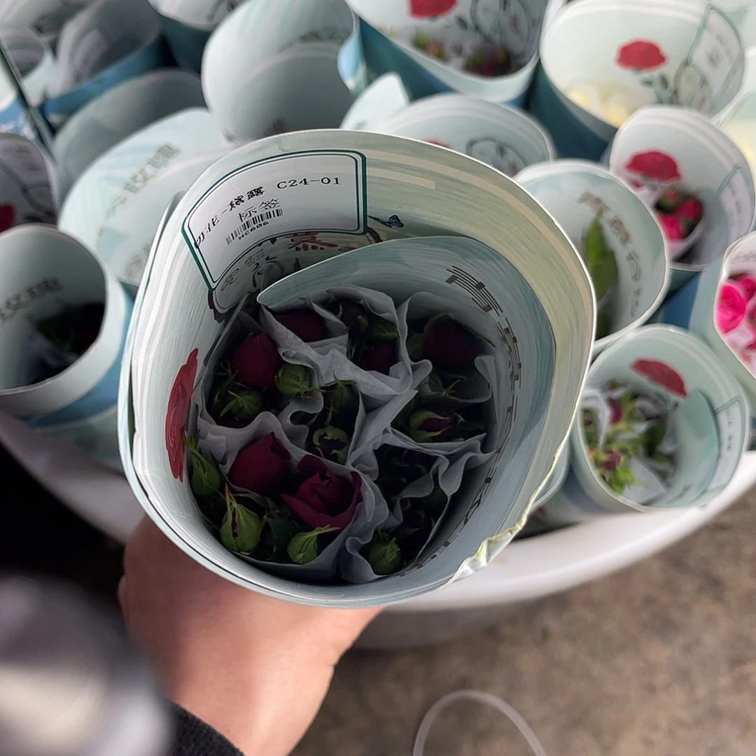 全部花苞青幕谷（黛露）一扎