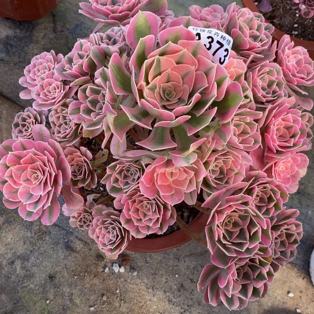 373粉女巫福利一棵