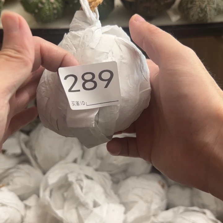 上***千兜星球仙人球289号球