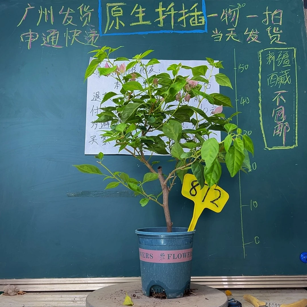 当前无花栽培后可以开花粗杆 暗斑水晶872