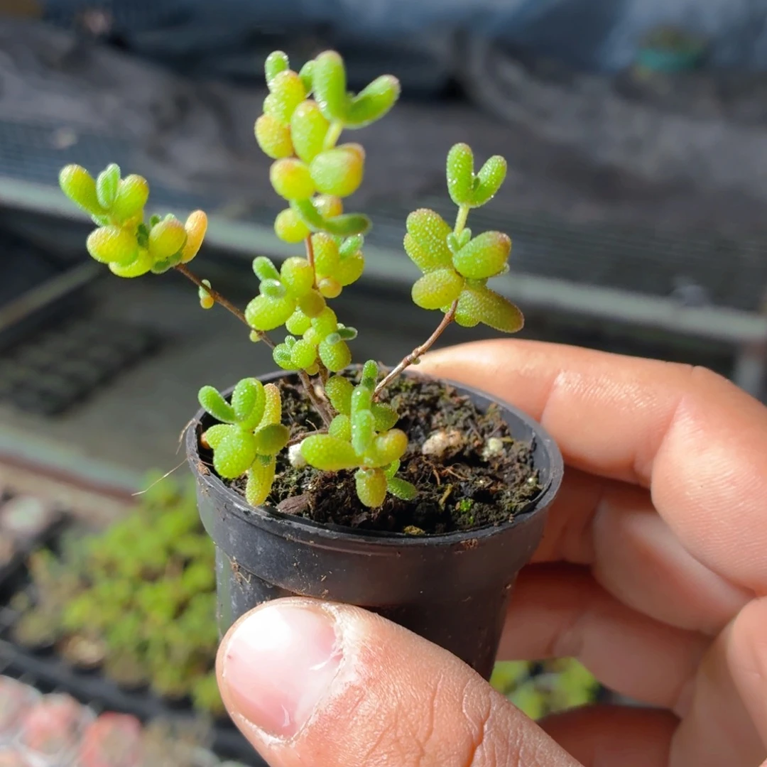 小盆蜜橘糖球多肉9.9包邮发货