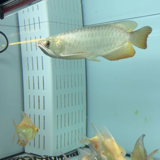 信***务龙鱼新加坡瑕疵过背金龙