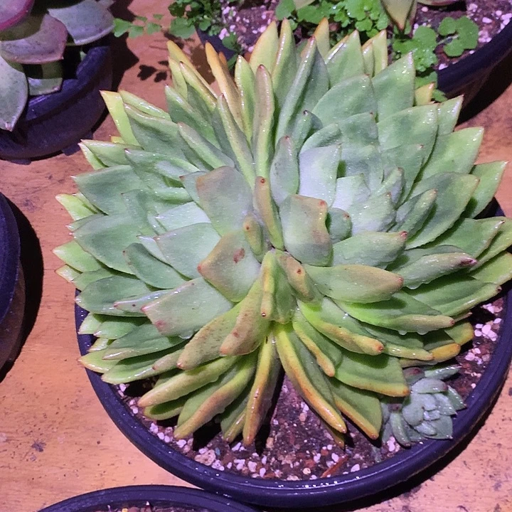 美肉特价活动开始啦