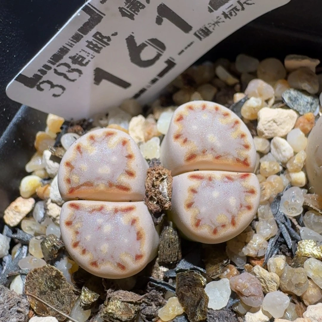 zZzz生石花肉锥1612