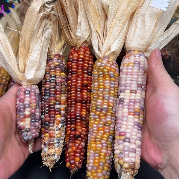 柏香籽/百香籽吊坠?*芯