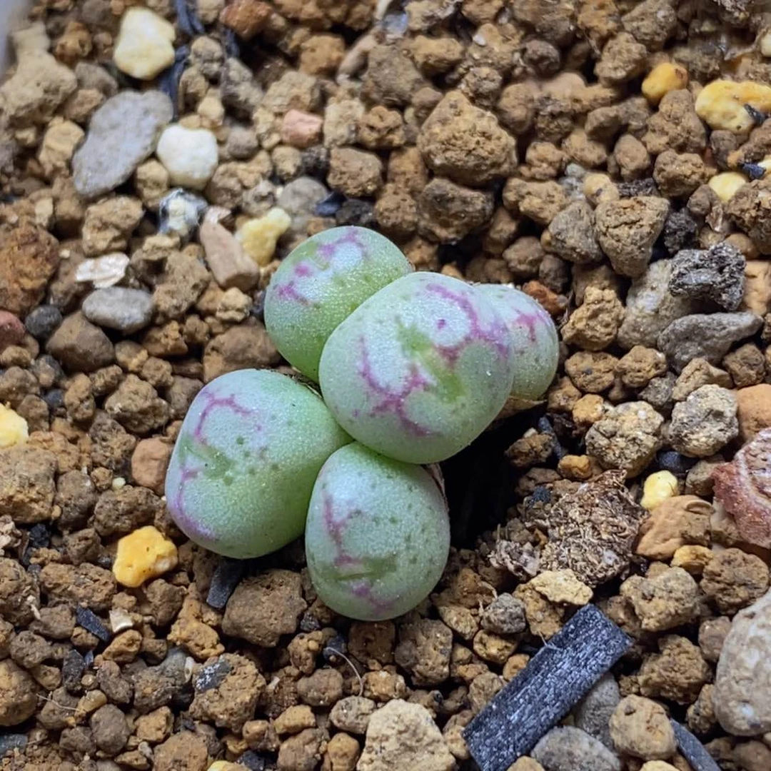 红线元宝红线元宝