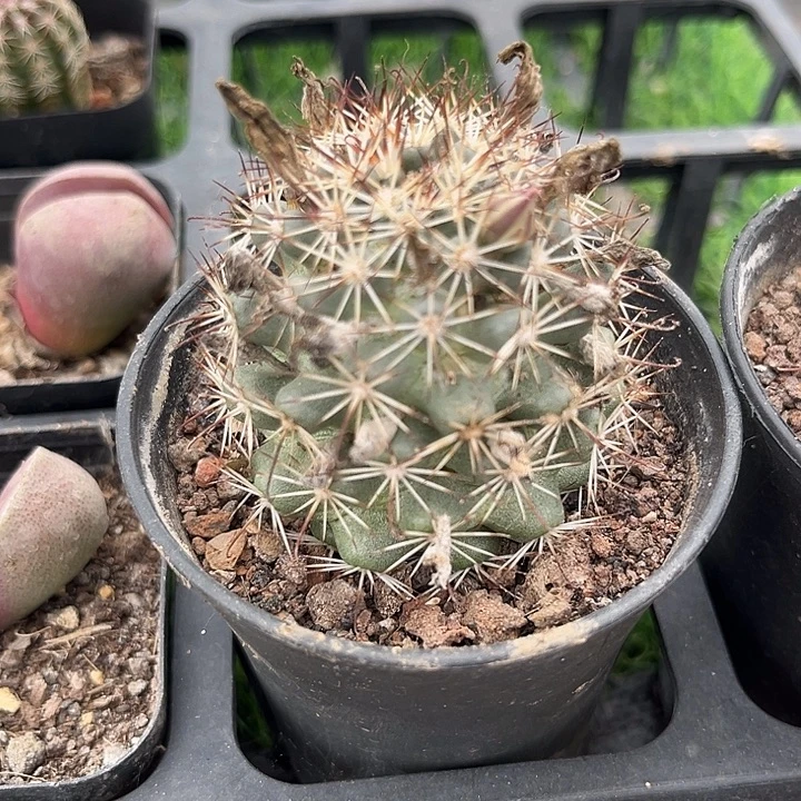 单头蓬莱宫满25包邮