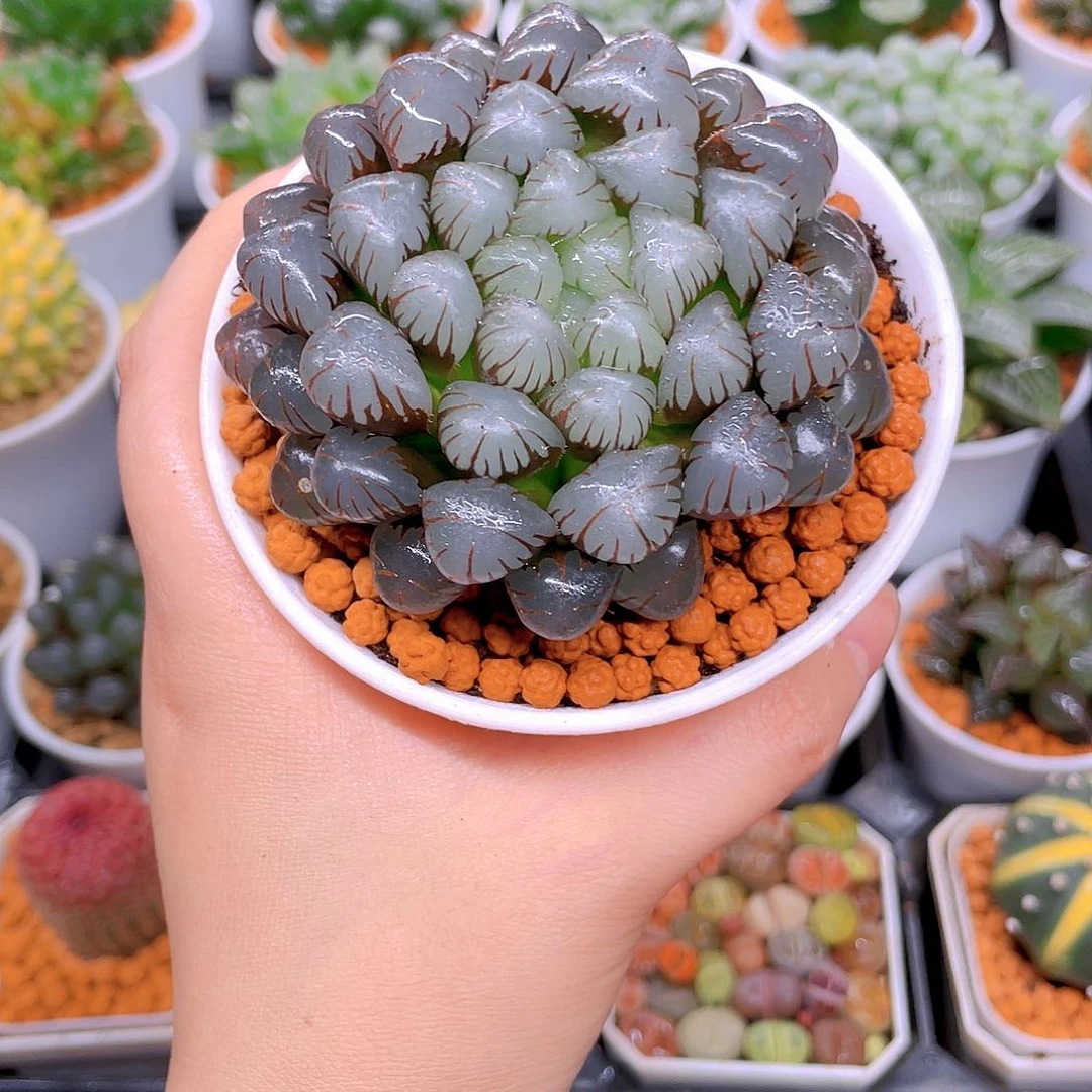 母本紫宝石，白盆，载