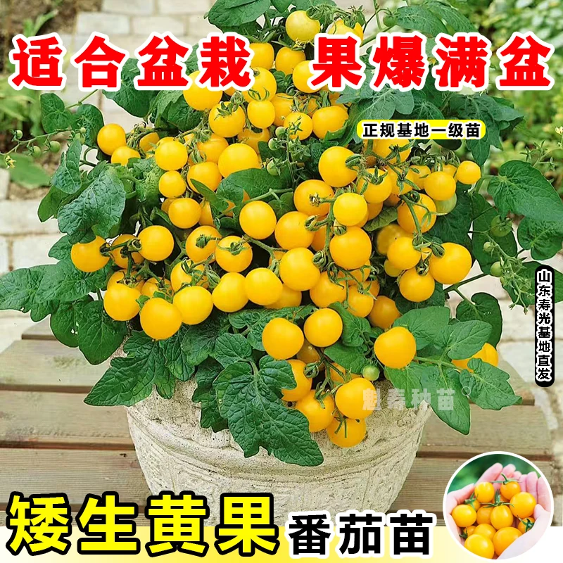 盆栽矮生番茄苗秧四季阳台春秋樱桃小西红柿圣女果种子山东寿光