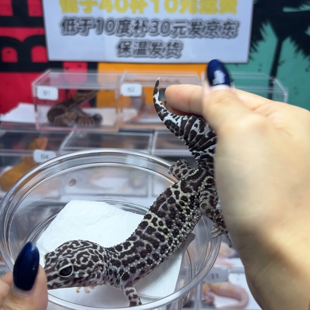 豹纹守宫雪花妹妹Y57