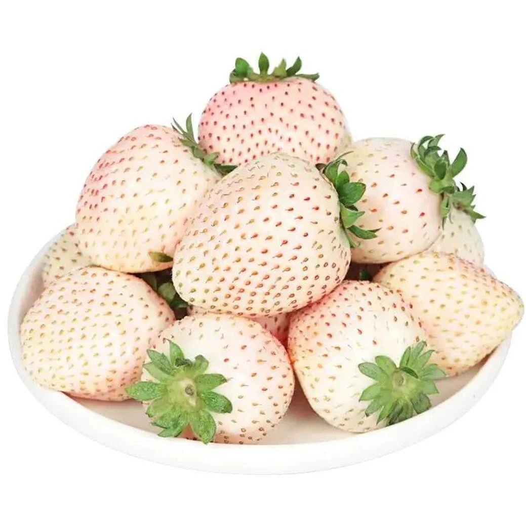 淡雪草莓450g山东