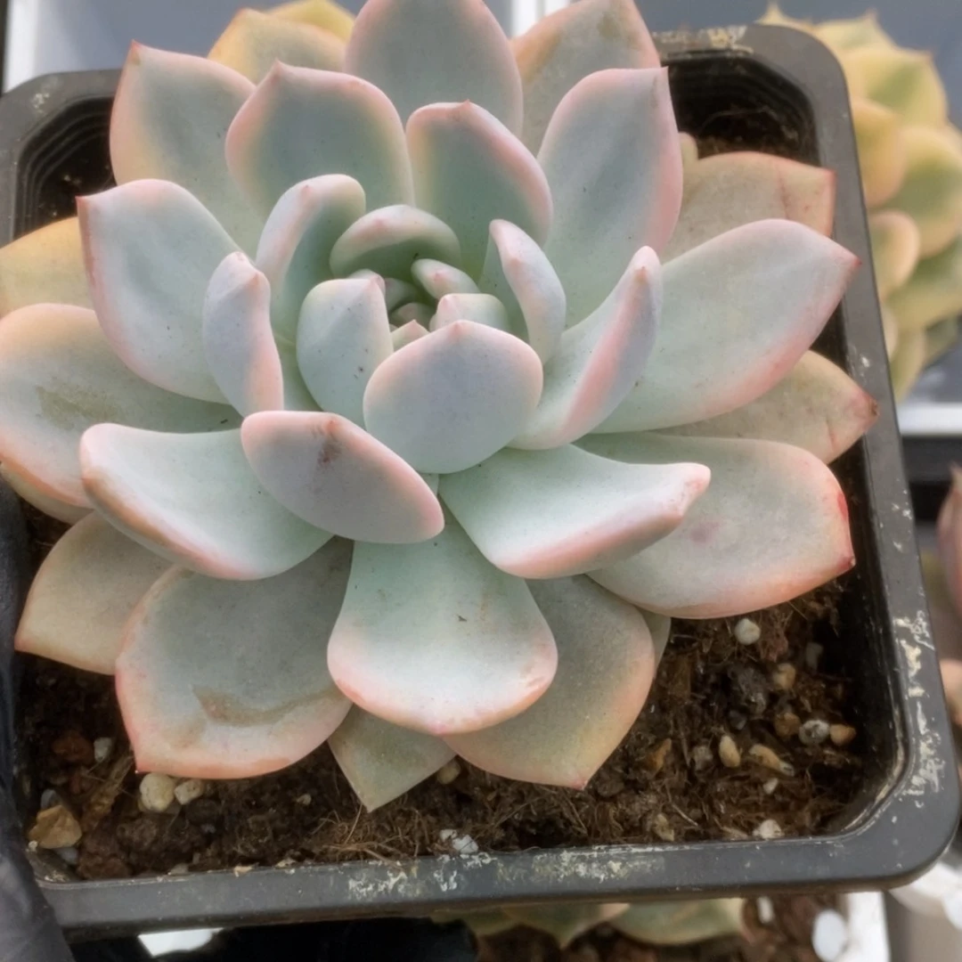 胡*623橙子锦锦锦锦锦锦