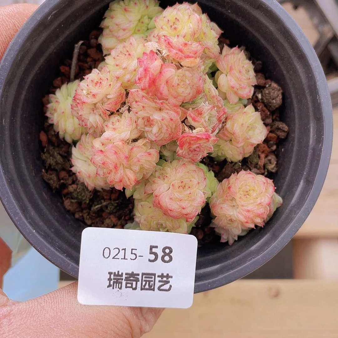 0000000000000058量拍