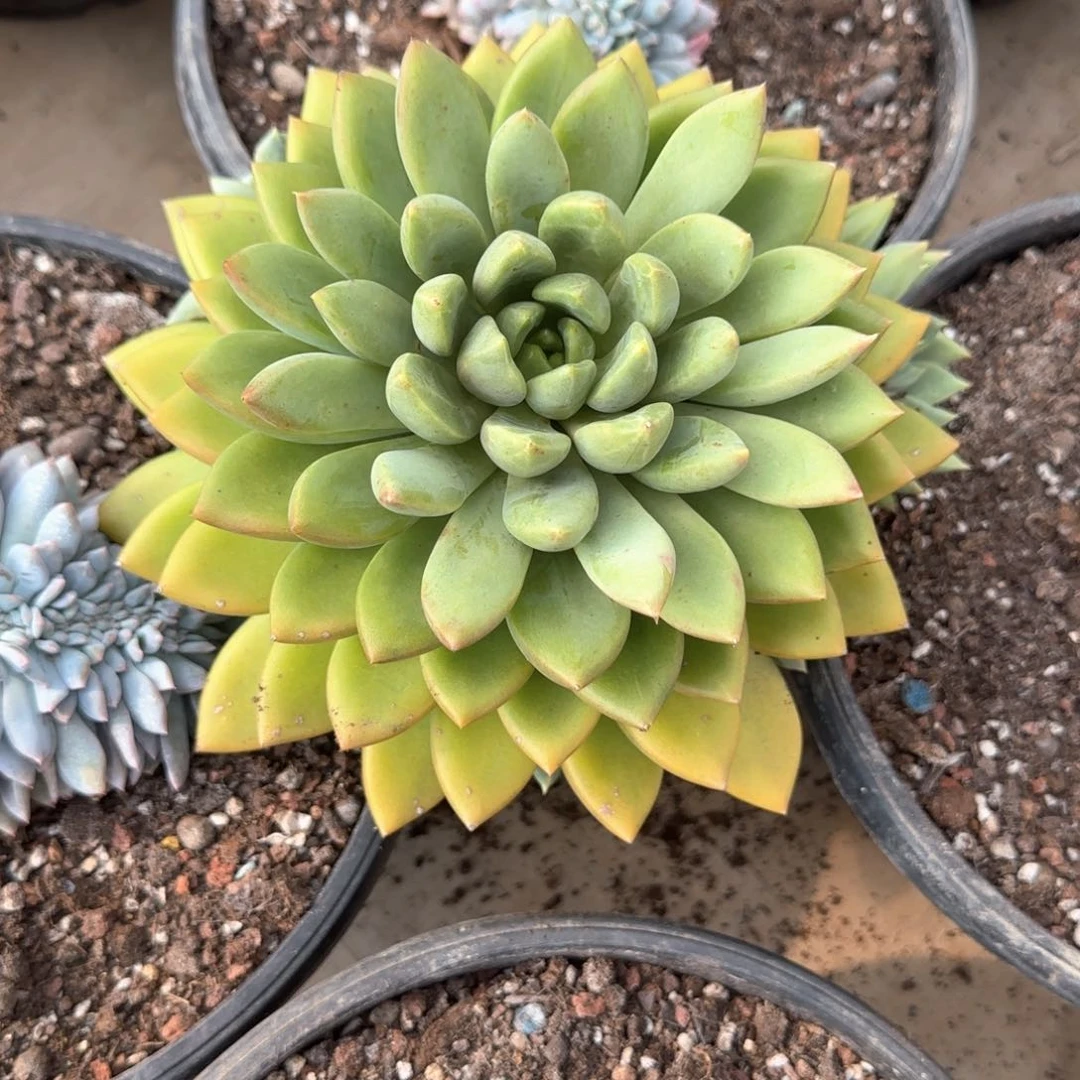 多肉植物多肉植物