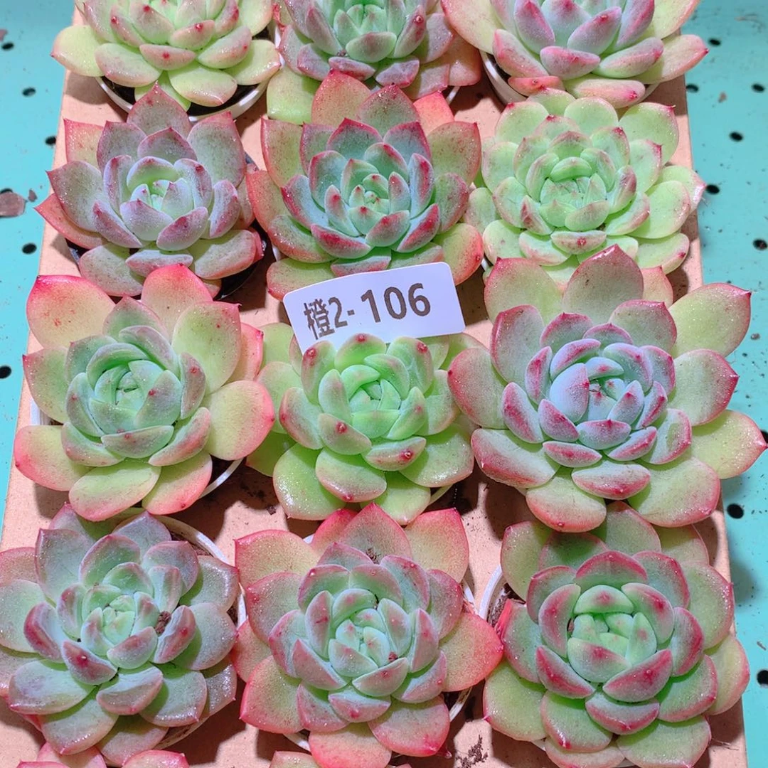 2-106一物一拍多肉带盆18颗