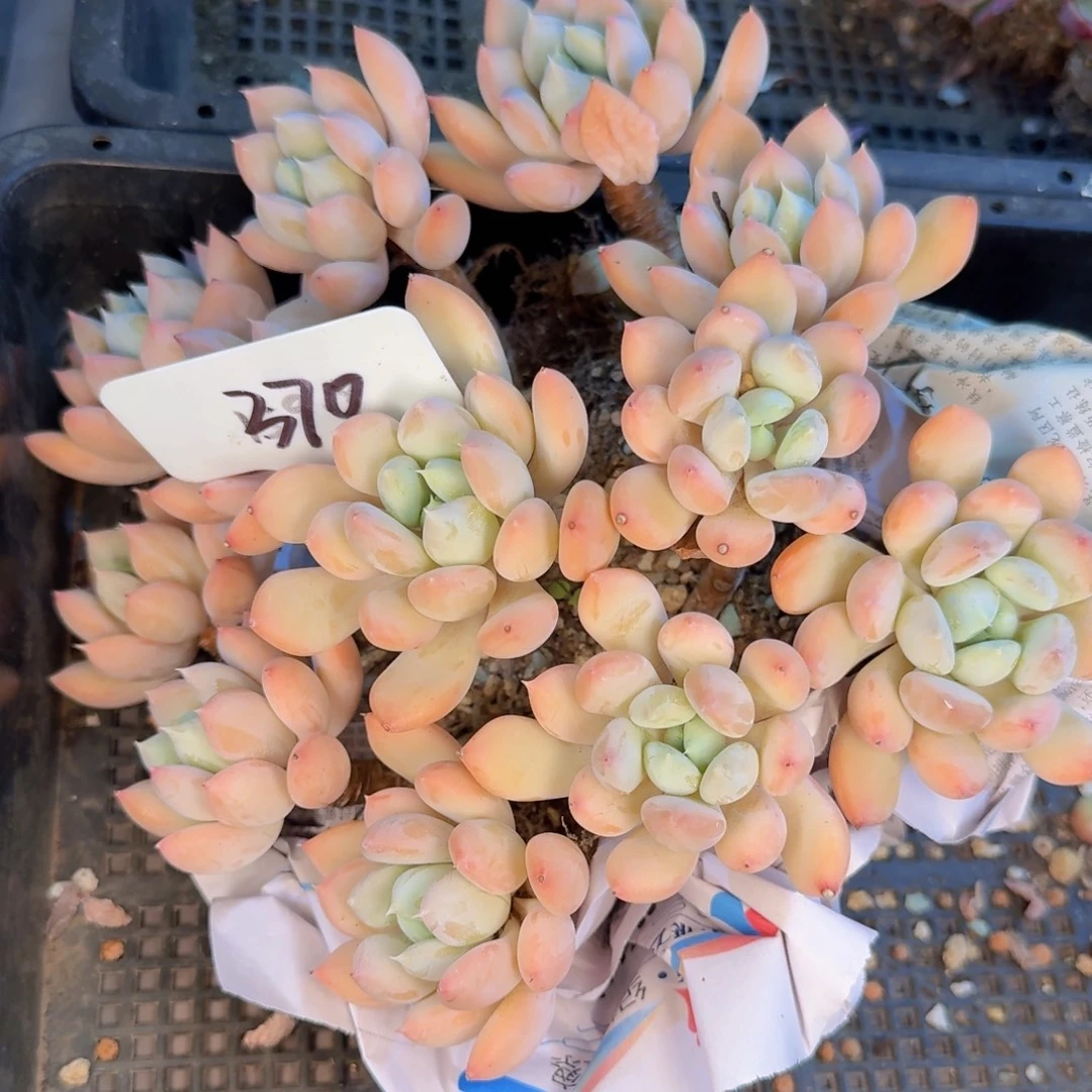 程***多肉植物的生长发育与