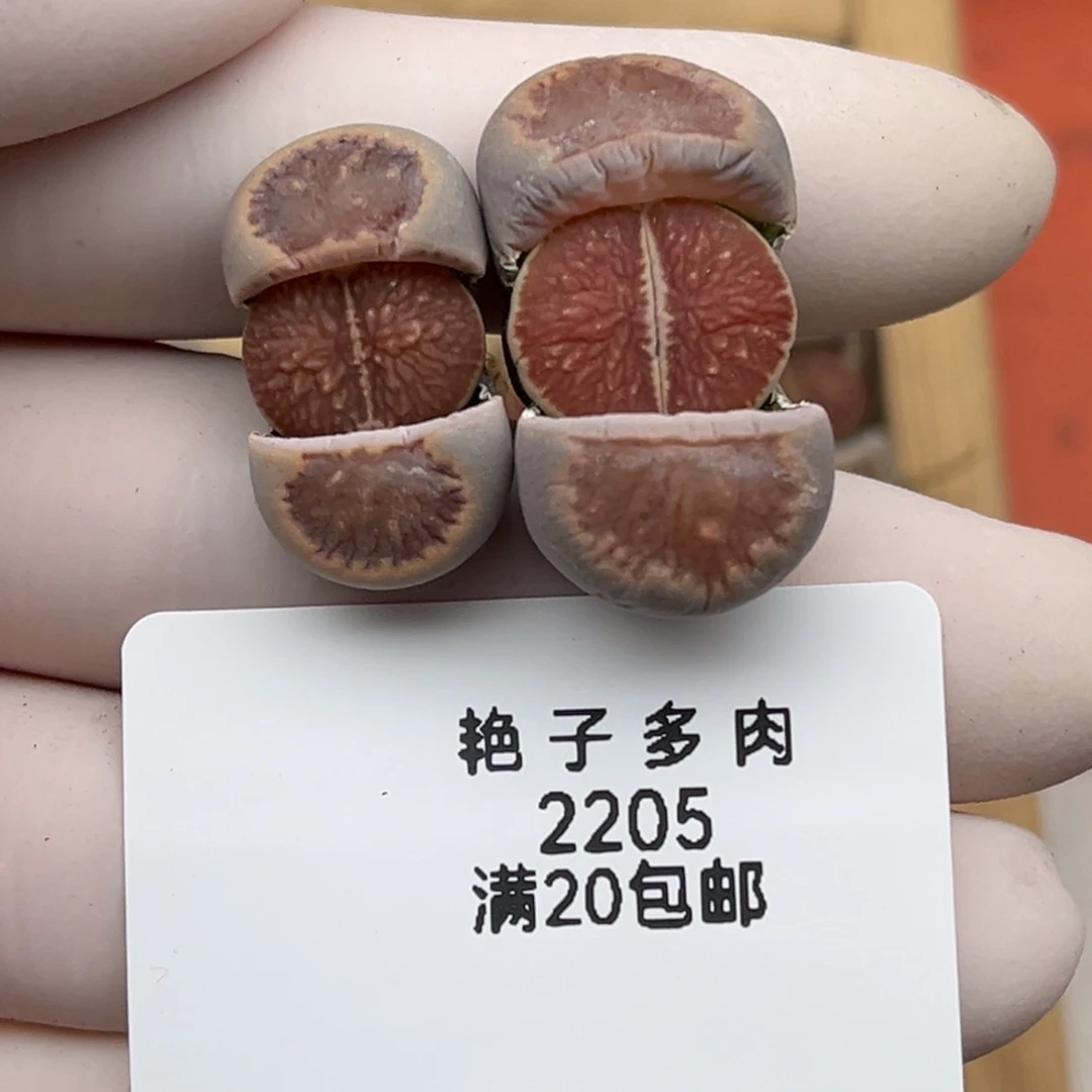 烟***雨2205号两颗红窗菊
