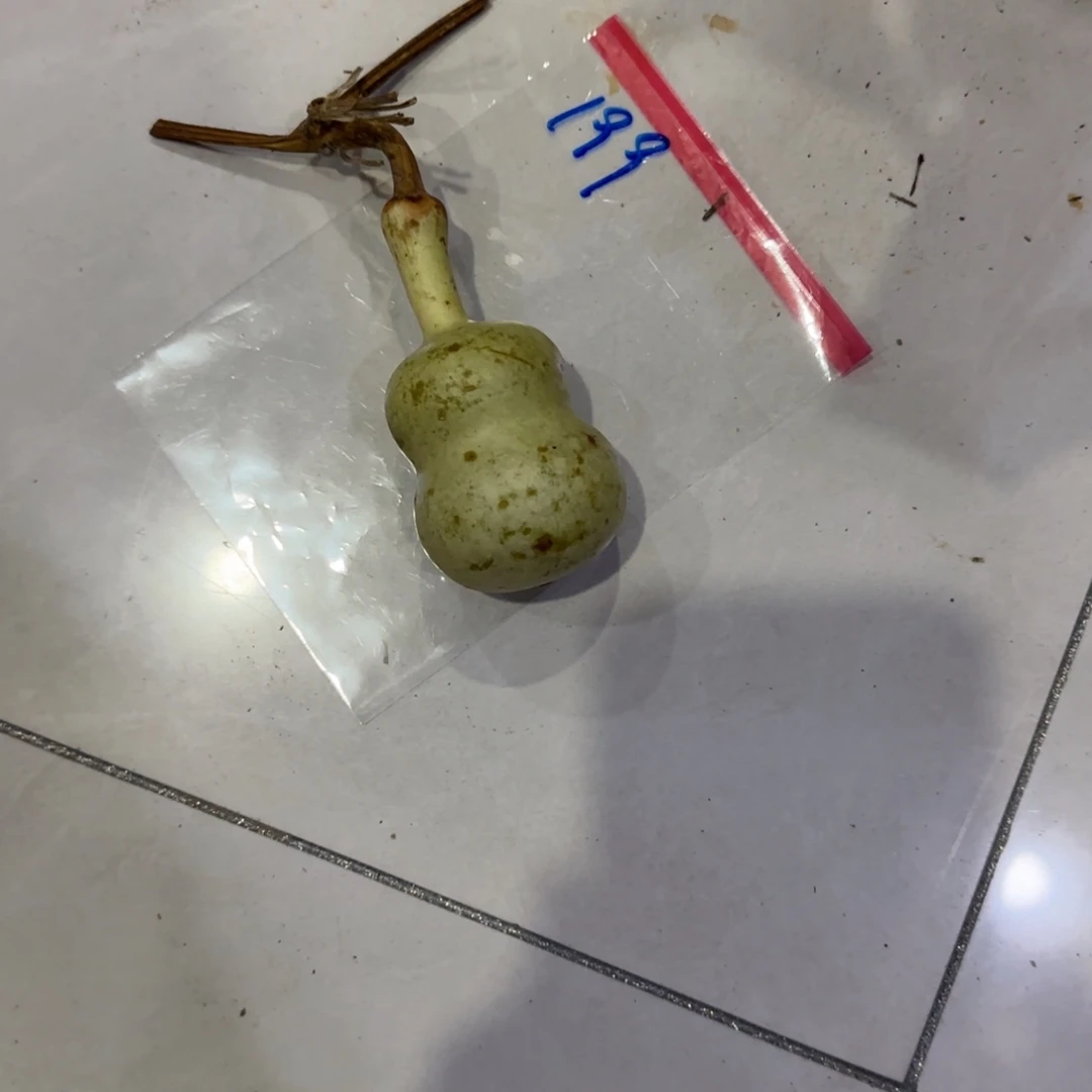 满***红葫芦乐乐粒磨损率咯OK乐乐