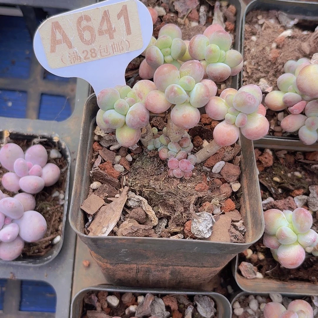 A641苹果奶一物一拍