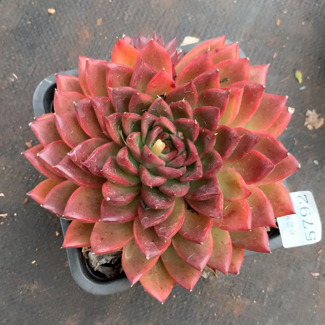 5792杂交多肉植物基地