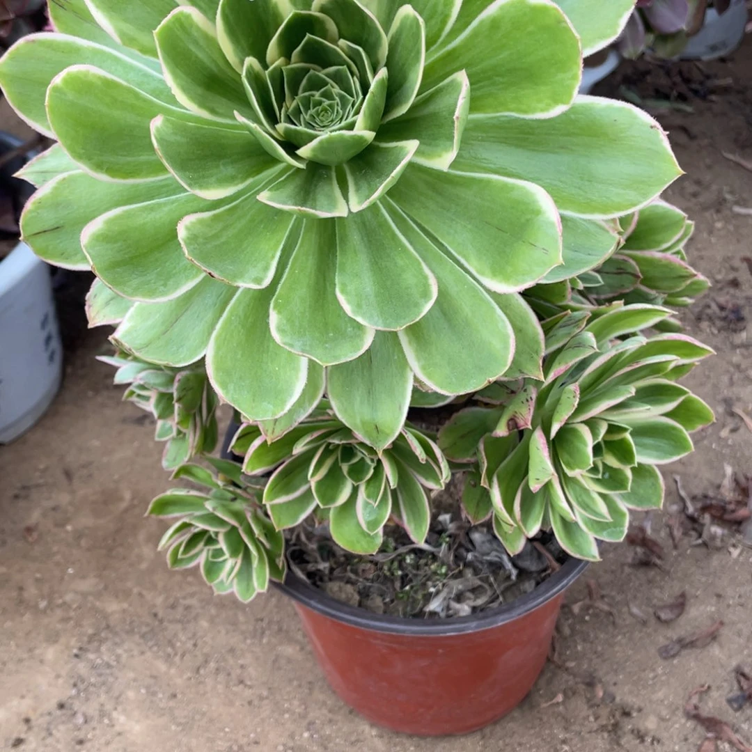 220绿玫瑰多肉法师断枝不包