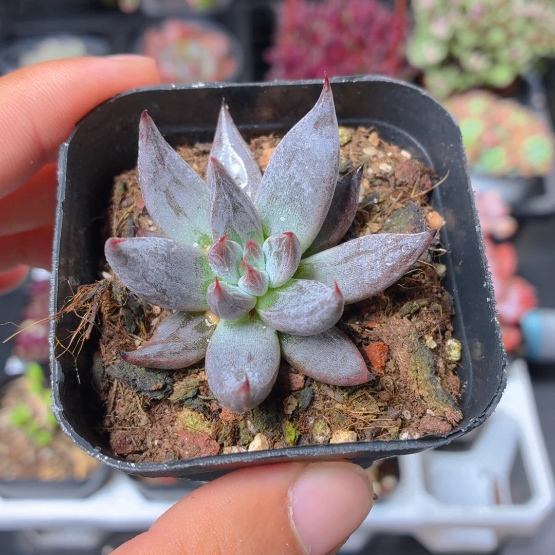 魔爪多肉9.9包邮发货