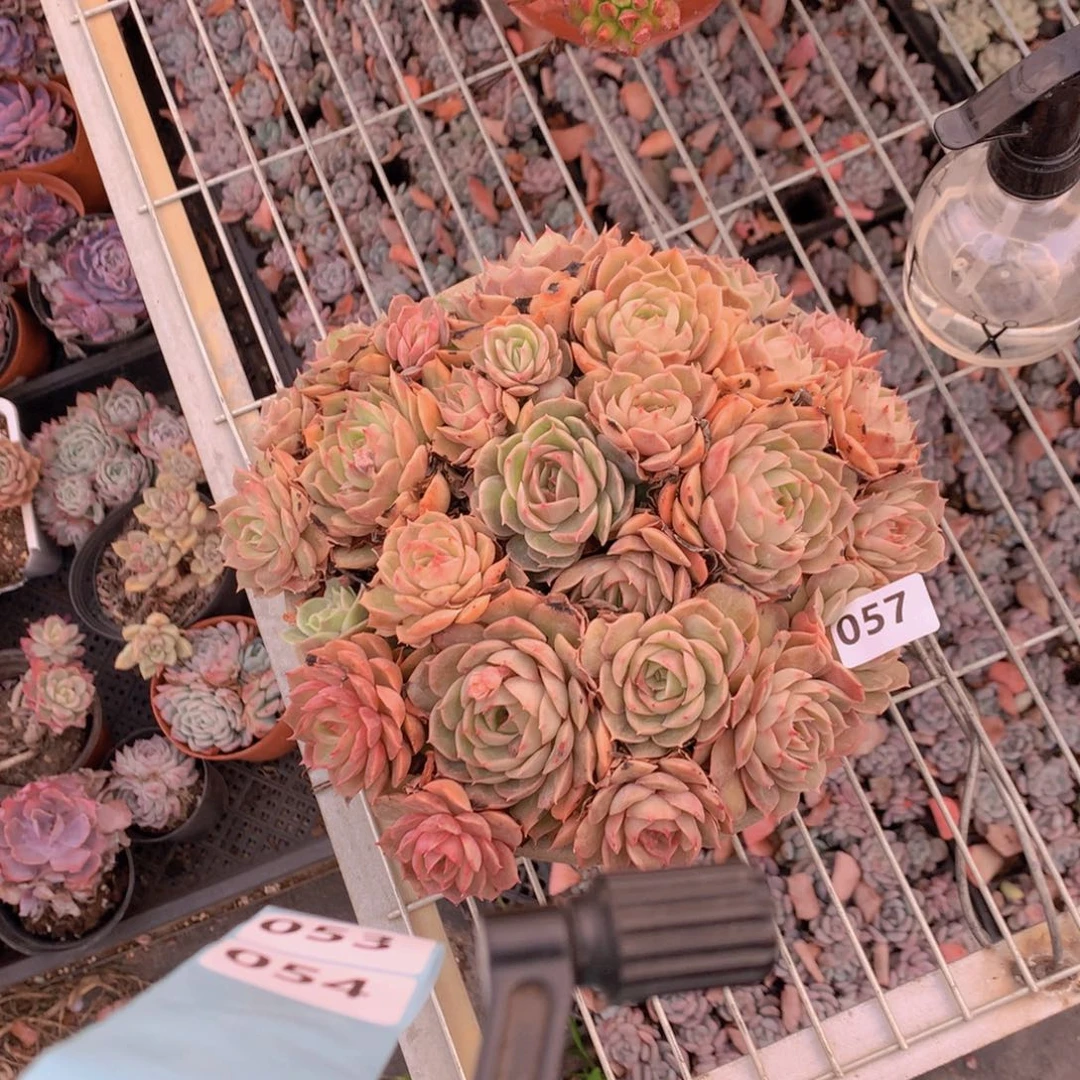 057昂斯诺的含义的我