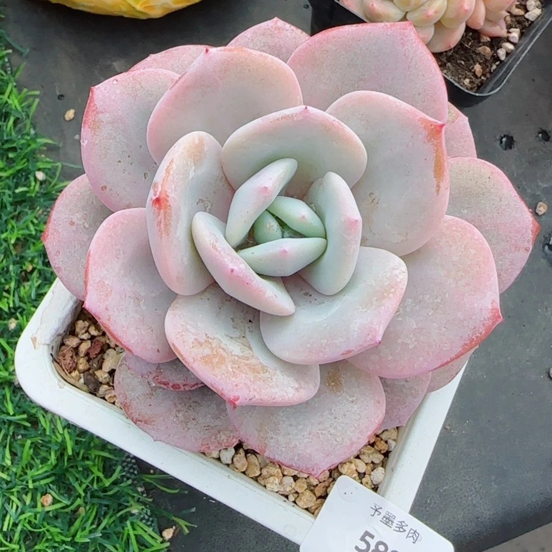 奶茶，5894多肉植物