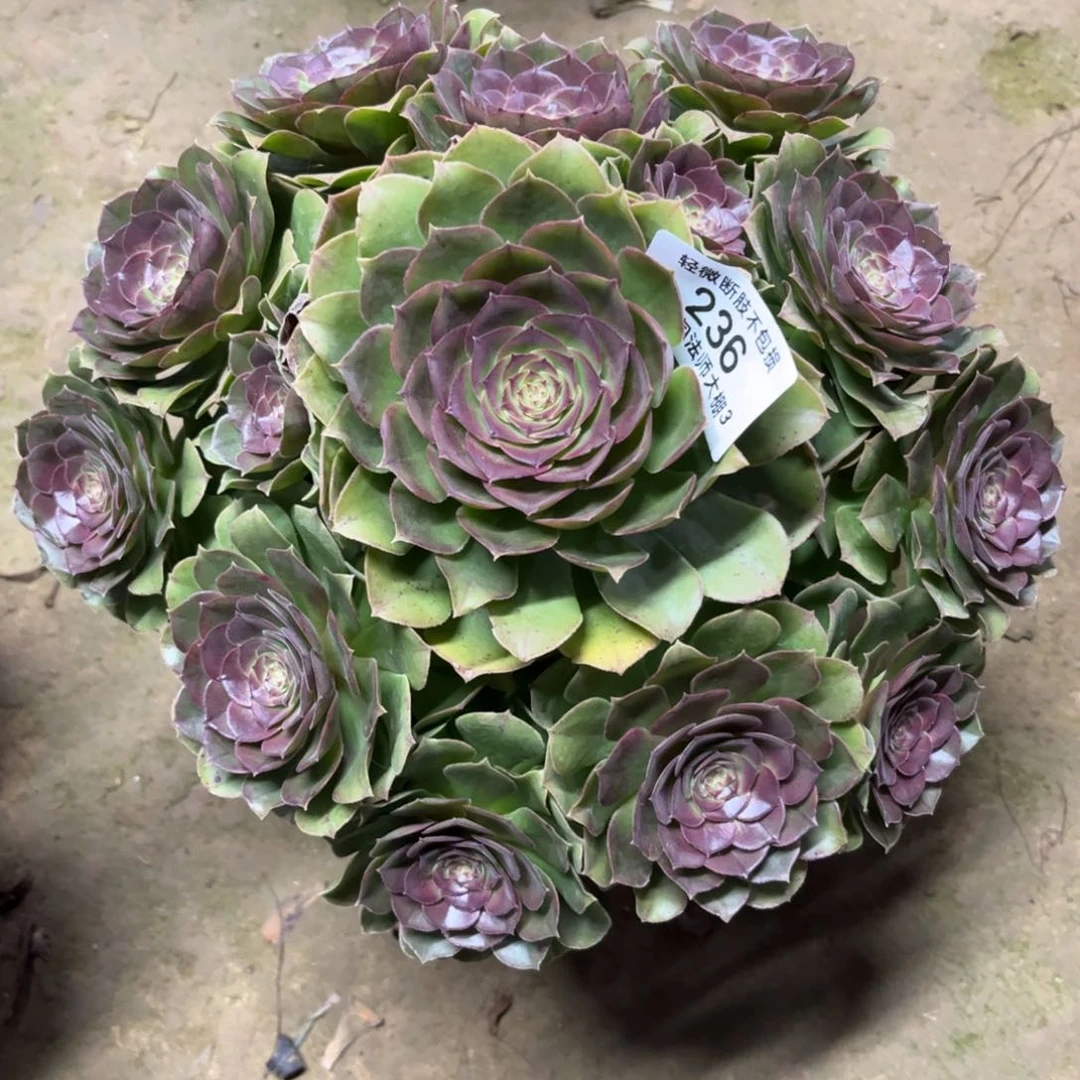 236万圣节多肉植物