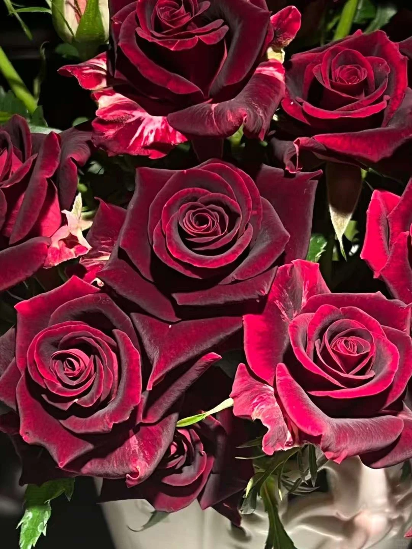 【紫罗兰多头玫瑰】云南昆明鲜花基地优质鲜切花