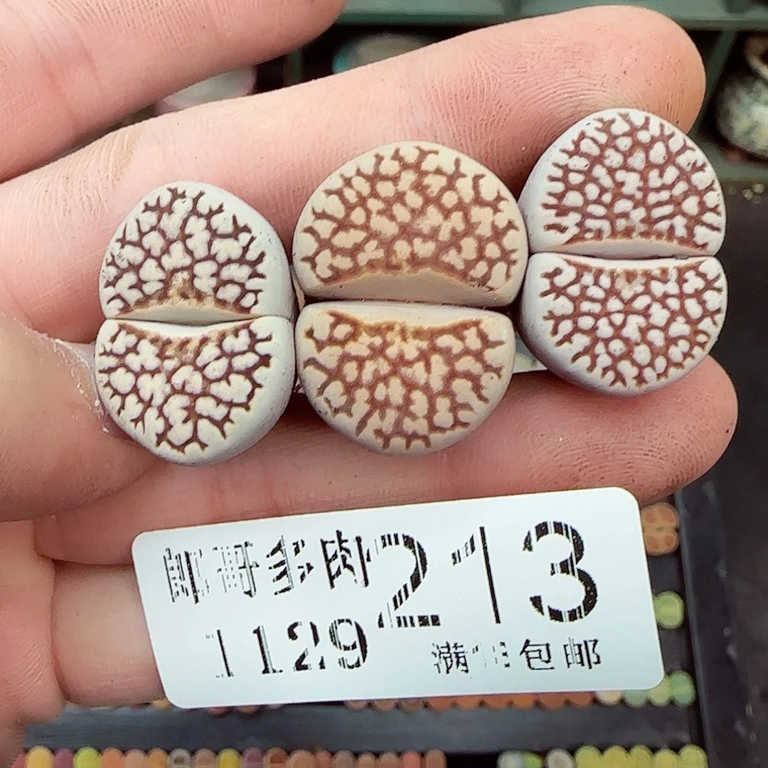 满满18包邮1129-213