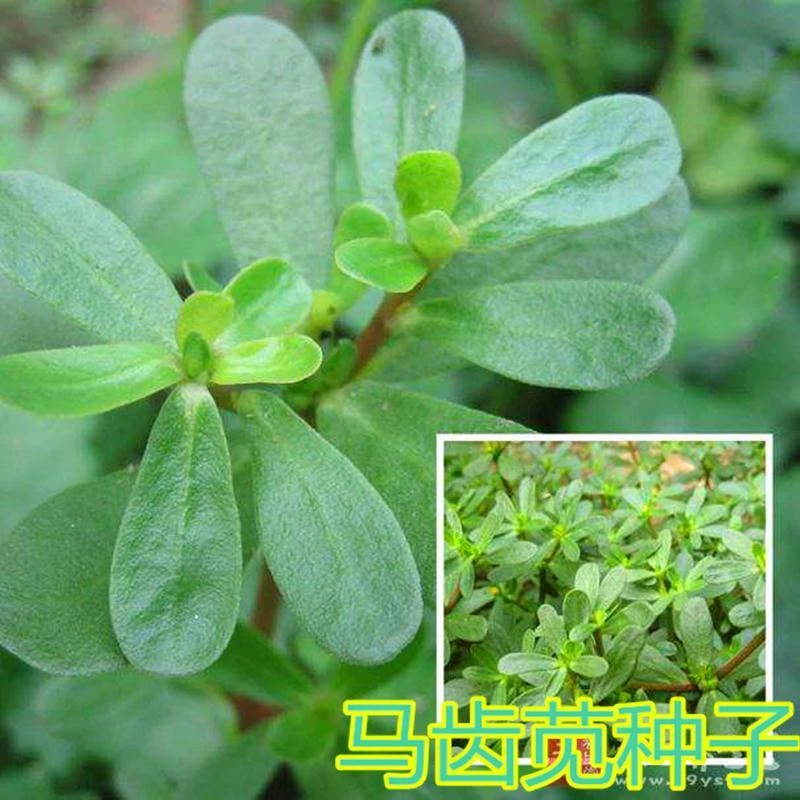 马齿苋种子 荷兰进口 特色野菜蔬菜种籽 保健养生特菜 庭院阳台