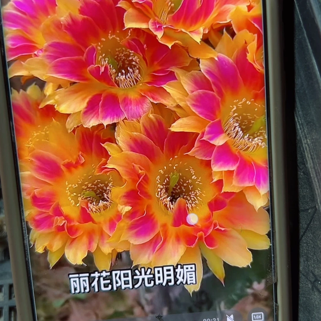 下13丽花阳光明媚歪侧芽3公分左右20包邮