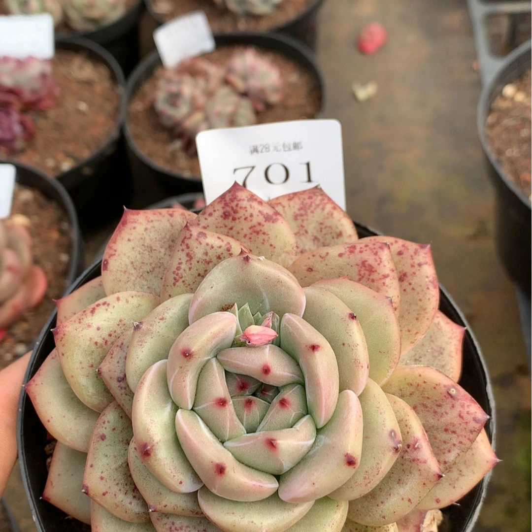 【闪购商品】云701