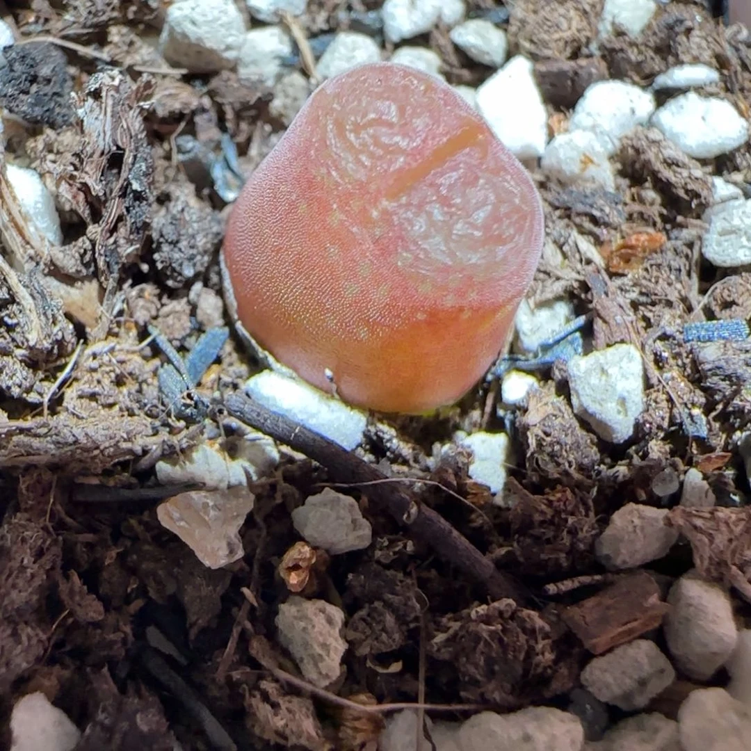 肉锥多肉植物百科25-10km风铃630