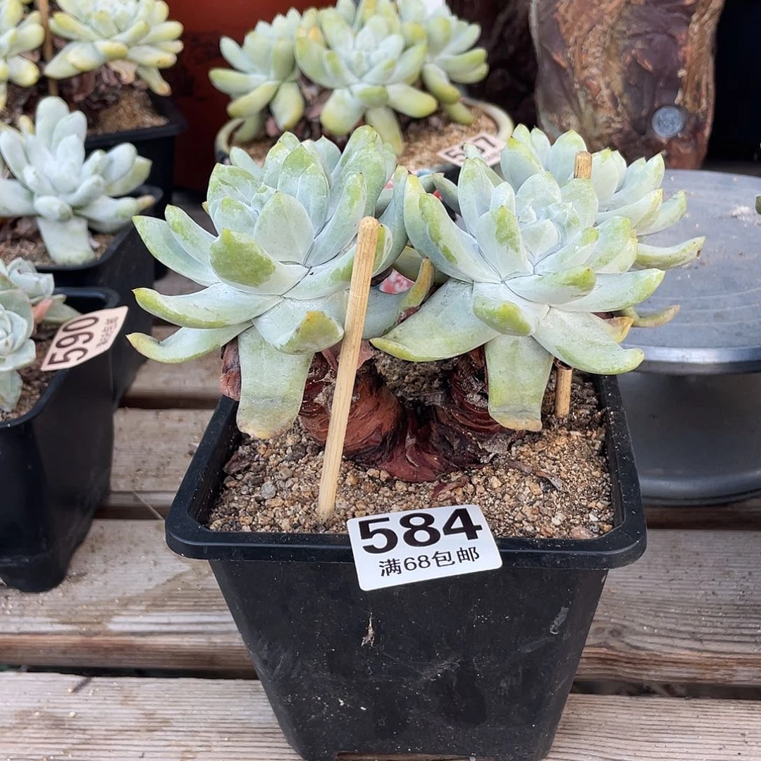 晨溪园艺仙女杯呀