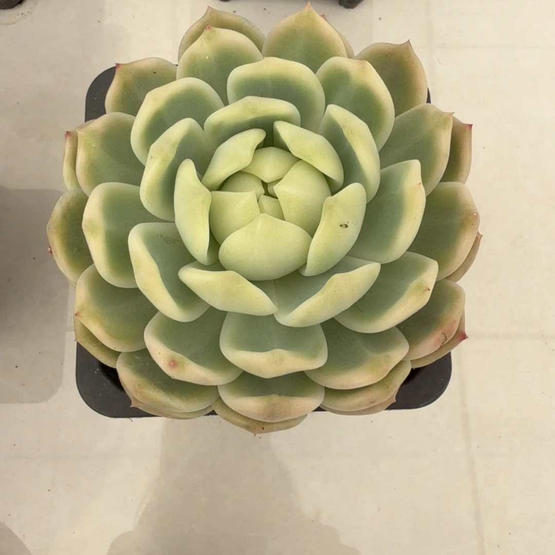 霜花 安吉园艺锦锦