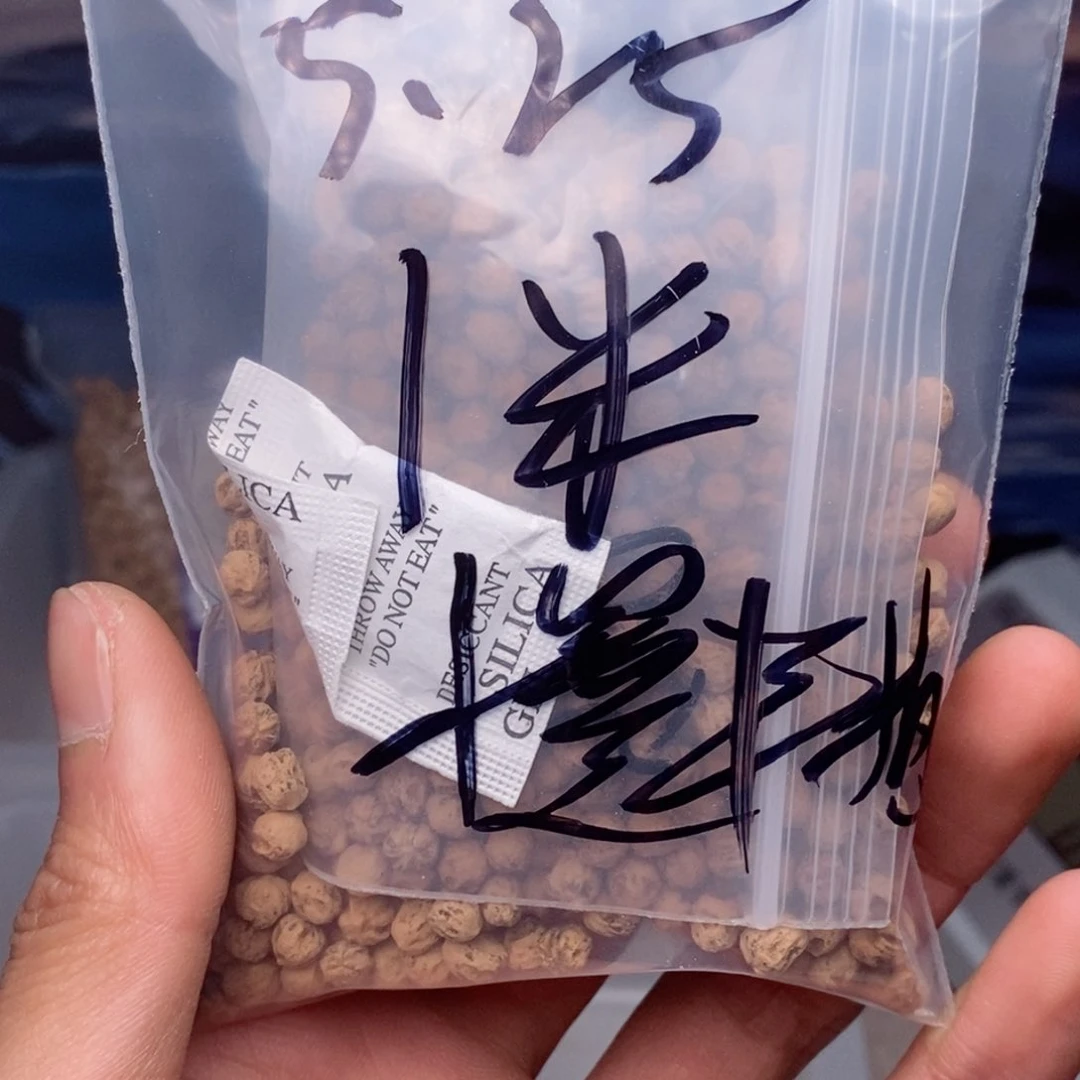 柏香籽/百香籽吊坠ღ****