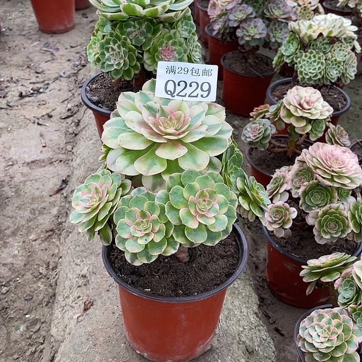 229荔枝多肉植物