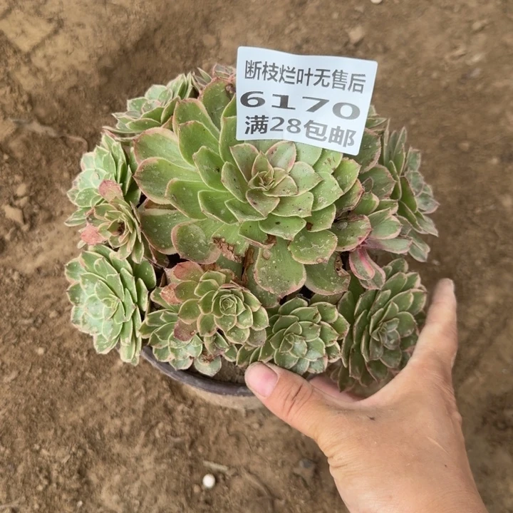 6170二号棚莲花座A