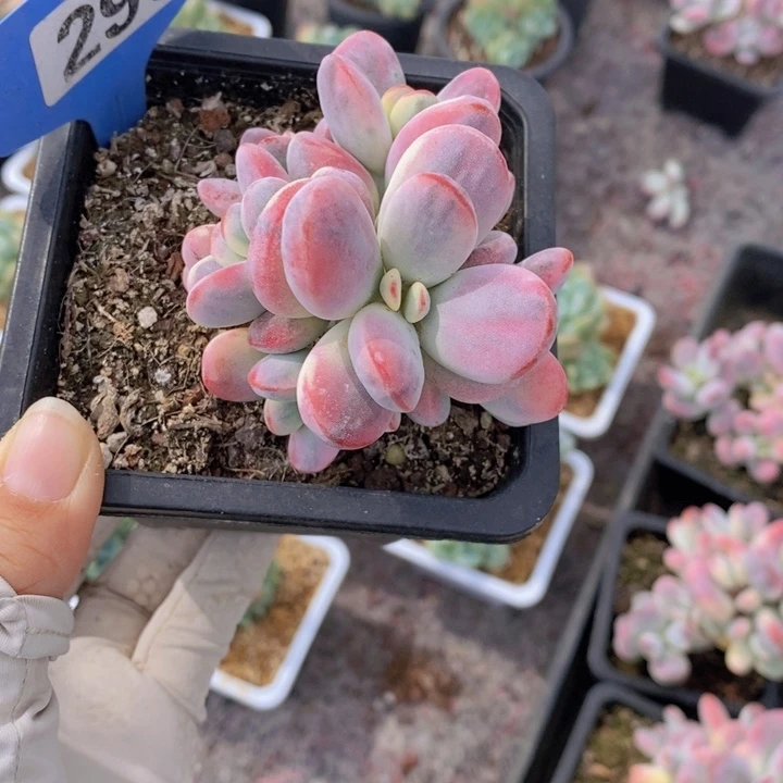无*290号多肉植物11111